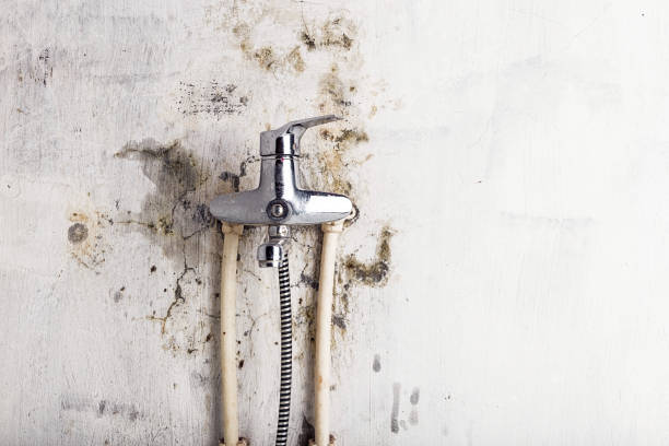 Best Commercial Mold Removal  in Willamina, OR