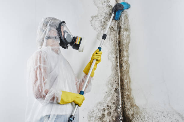 Best Certified Mold Removal  in Willamina, OR