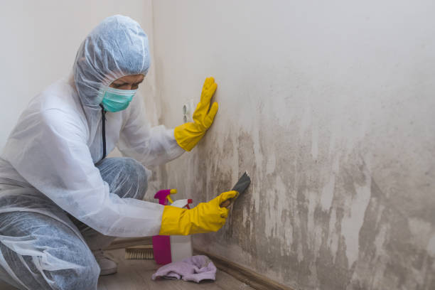 Best Commercial Mold Removal  in Willamina, OR