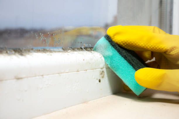 Best Mold Damage Repair  in Willamina, OR