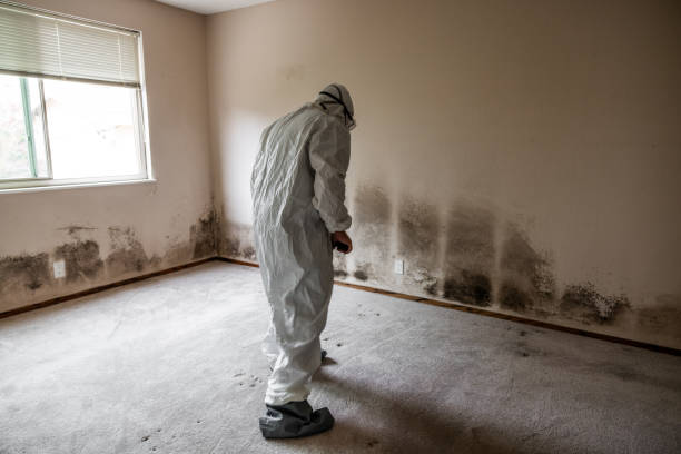 Best Residential Mold Removal  in Willamina, OR
