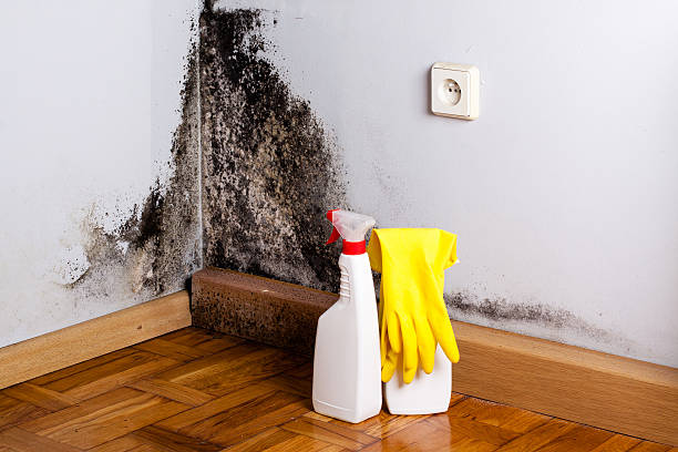 Best Toxic Mold Removal  in Willamina, OR