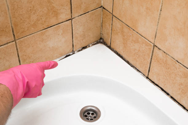 Best Attic Mold Removal  in Willamina, OR
