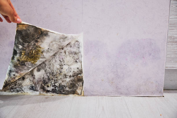 Best Mold Testing  in Willamina, OR